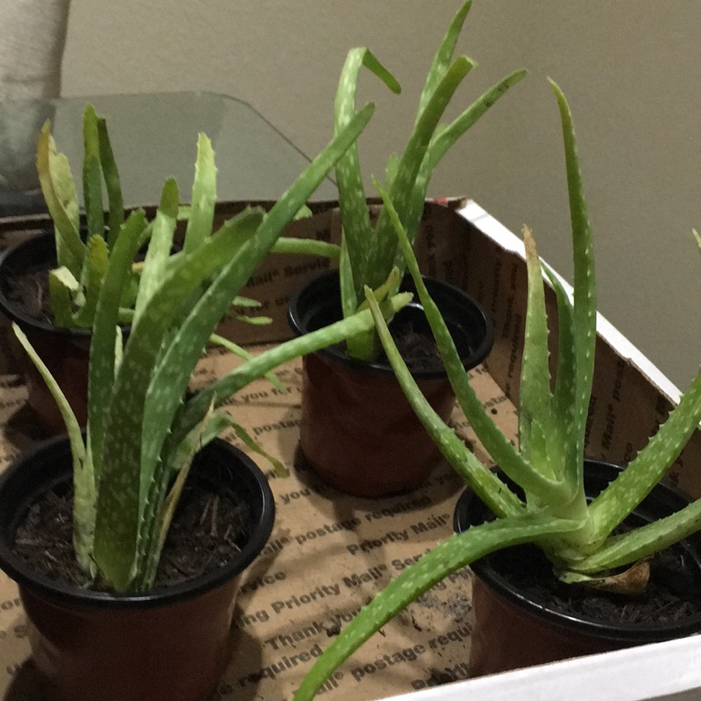 Aloe plant (baby)